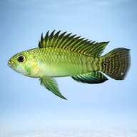 Staecki Dwarf Cichlid — side profile on a plain background — representative image - view 3