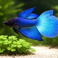 Standard Male Betta — close view showing fin and scale detail — representative image - view 4