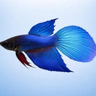 Standard Male Betta — side profile on a plain background — representative image - view 3