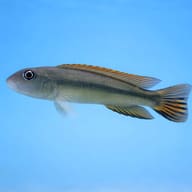 Dwarf African Cichlid, Slen side profile on a plain background — representative image - view 3