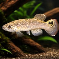 Stelifer Spot-Finned Killie (Rachovia stelifer) — representative image - view 1