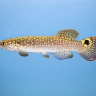 Stelifer Spot-Finned Killie (Rachovia stelifer) — side profile on a plain background — representative image - view 3