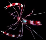 Coral Banded Shrimp Stenopus hispidus with bold red and white bands and long white antennae - view 5