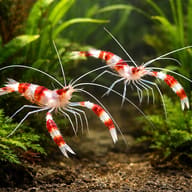 Stenopus hispidus - Marine Aquarium Livestock — Stenopus hispidus Coral Banded Shrimp M — pair in a planted aquarium - view 2