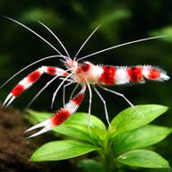 Stenopus hispidus - Marine Aquarium Livestock — Stenopus hispidus Coral Banded Shrimp M - view 4