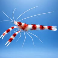 Stenopus hispidus - Marine Aquarium Livestock — Stenopus hispidus Coral Banded Shrimp M — side profile on a plain background - view 3