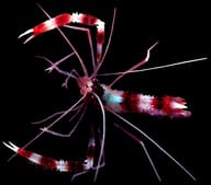 Red-and-white coral shrimp viewed from above with wide-spread pincers on black - view 5
