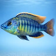 Steveni Tiger Cichlid (Protomelas fenestratus) - side profile aquarium image — representative image - view 3