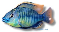Steveni Tiger Cichlid (Protomelas fenestratus) - verified - view 5