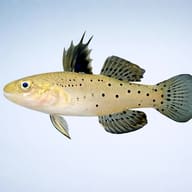 Stigmatogobius sadanundio 4 — side profile on a plain background — representative image - view 3