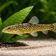 Stone Loach — close view showing fin and scale detail — representative image - view 4