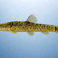 Stone Loach — side profile on a plain background — representative image - view 3