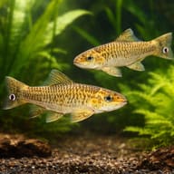 Stone sucker — pair in a planted aquarium — representative image - view 2