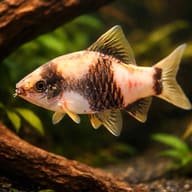 Striped Barb, Banded Barb — representative image - view 1