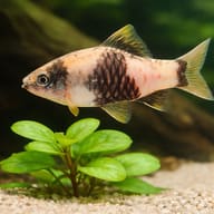 Striped Barb, Banded Barb — close view showing fin and scale detail — representative image - view 4