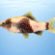 Striped Barb, Banded Barb — side profile on a plain background — representative image - view 3