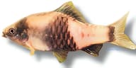 Source/continuity image of Striped Barb / Banded Barb, Desmopuntius johorensis - view 5