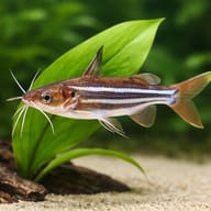 Striped Catfish, Pyjama Cat — close view showing fin and scale detail — representative image - view 4