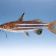 Striped Catfish, Pyjama Cat — side profile on a plain background — representative image - view 3