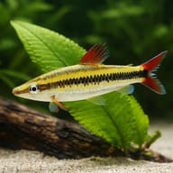 Striped Headstander — close view showing fin and scale detail — representative image - view 4