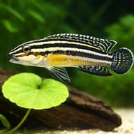 Striped Julie (Julidochromis regani) scale and rockwork detail - view 4
