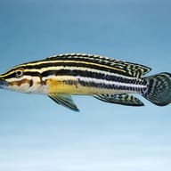 Striped Julie (Julidochromis regani) side view in clear aquarium water - view 3