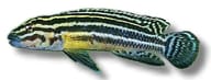 Striped Julie (Julidochromis regani), exact Petra source image for 0632 - view 5