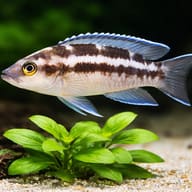 Striped Lamprologus Katoto (Neolamprologus buescheri) - scale view — representative image - view 4