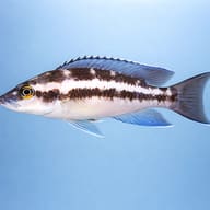 Striped Lamprologus Katoto (Neolamprologus buescheri) - side profile — representative image - view 3