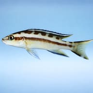 Striped Lamprologus — side profile on a plain background — representative image - view 3