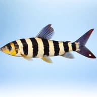 Striped Leporinus — side profile on a plain background — representative image - view 3