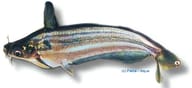 Striped Schilbe Catfish (Schilbe mystus) source image for identification and body shape - view 5