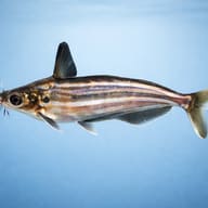 Striped Schilbe Catfish (Schilbe mystus) side profile with silver striped body shape — representative image - view 3
