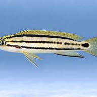 Striped Telmat, Two Banded (Telmatochromis bifrenatus) — side profile on a plain background — representative image - view 3