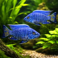 Stuargrandi Peacock Cichlid — pair in a planted aquarium — representative image - view 2