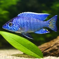 Stuargrandi Peacock Cichlid — close view showing fin and scale detail — representative image - view 4