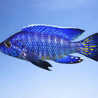 Stuargrandi Peacock Cichlid — side profile on a plain background — representative image - view 3