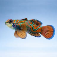 Mandarinfish - Marine Aquarium Livestock — Stunning Synchiropus Splendidus for UK Aquarists - view 3