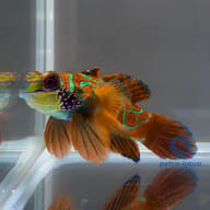 Mandarinfish - Marine Aquarium Livestock — Stunning Synchiropus Splendidus for UK Aquarists - view 5