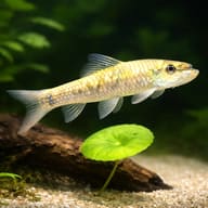 Suckerhead Garra among stones and aquatic plants (Garra gotyla) — representative image - view 4