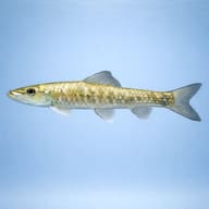 Suckerhead Garra side profile showing sucker mouth (Garra gotyla) — representative image - view 3
