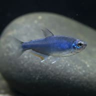 Super Blue Emperor Tetra (Inpaichthys kerri) (Super Blue Emperor Tetra & Kuhli Loach Starter Pack · 21 fish · 100 L+ tank · - view 1