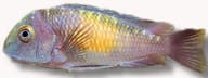 Super Red Kribensis Cichlid (Pelvicachromis pulcher), original reference image for N955 - view 5