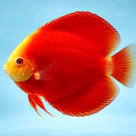 Side view of San Merah Red Discus in a specialist discus setup — representative image - view 3
