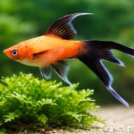 Swordtail Ada Red Lyra — close view showing fin and scale detail — representative image - view 4