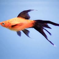 Swordtail Ada Red Lyra — side profile on a plain background — representative image - view 3