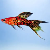 Swordtail Berlin Lyra — side profile on a plain background — representative image - view 3