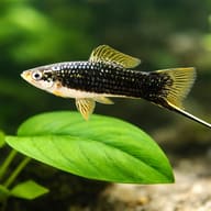 Swordtail Black — close view showing fin and scale detail — representative image - view 4