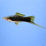 Swordtail Black — side profile on a plain background — representative image - view 3
