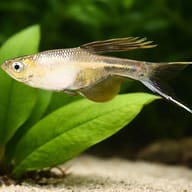 Swordtail Characin — close view showing fin and scale detail — representative image - view 4